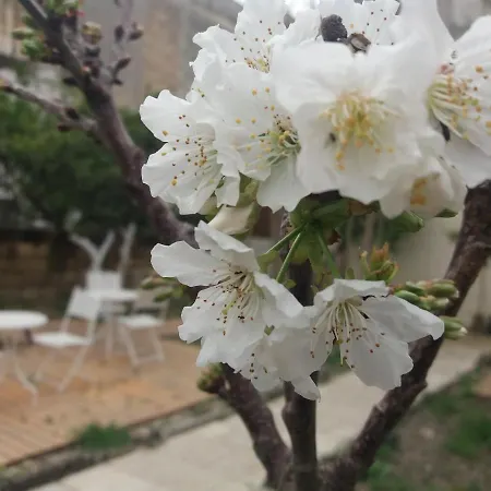 Frühstückspension Il Giardino Delle Margherite Lecce