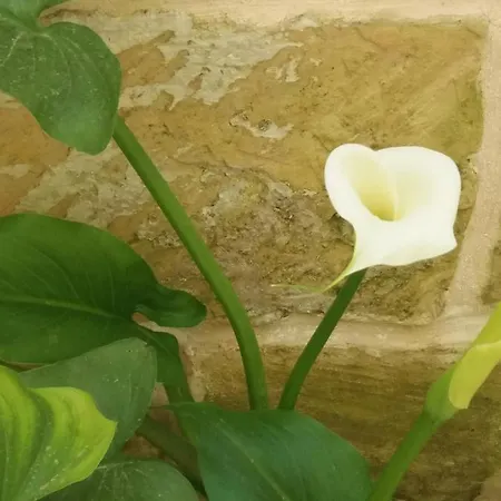 Il Giardino Delle Margherite Lecce